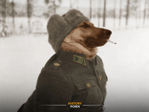 Немецкая овчарка в форме позирует немецкому солдату, начало 1940-х..0