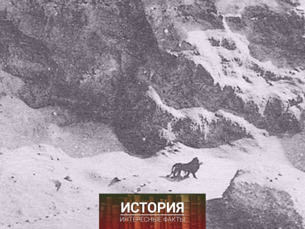 Последний берберийский лев. За час до исчезновения всего..0