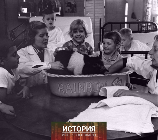 Зоотерапия для детей в медицинском центре Мичиганского..3