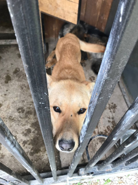 Дорогие наши! Сегодня приют на грани... Сейчас даже 100 рублей..2