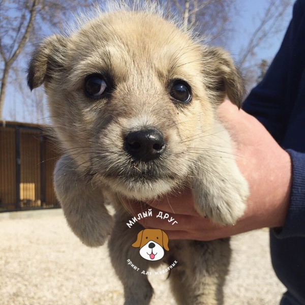 Дорогие наши! Сегодня приют на грани... Сейчас даже 100 рублей..0