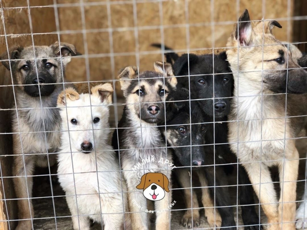 Дорогие наши! Сегодня приют на грани... Сейчас даже 100 рублей..1