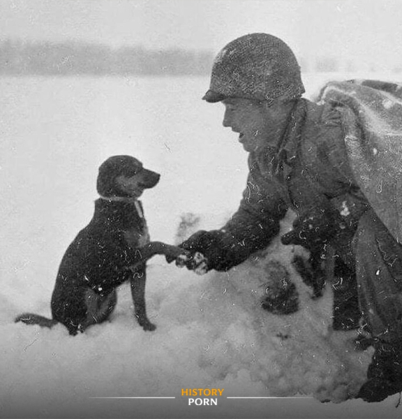 Американский солдат пожимает руку собаке в Люксембурге, битва за..0