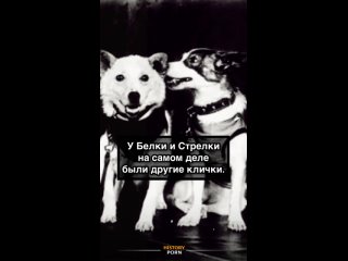 До полёта в космос собаки, известные всему миру как Белка и..0