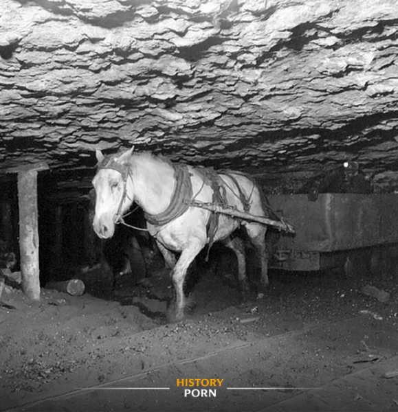 Нью-Абердин, август 1946 года. На фотографии — шахтёр со своим..0