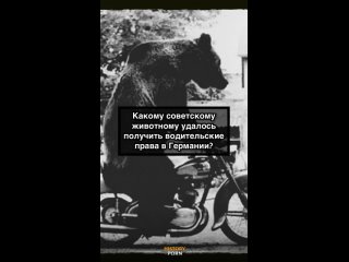 Речь идёт о медведе по кличке Стефан из цирка Валентина Филатова...0