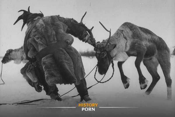 Оленевод в процессе усмирения животного, Финляндия, 1949 год...0