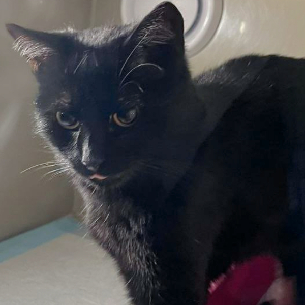 «Больной нам не нужен...»
Принца сдали в приют как бракованную..2