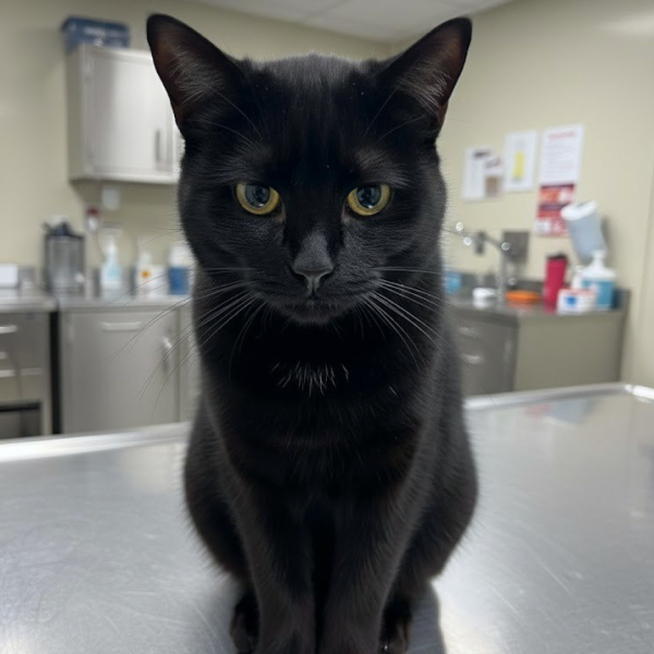 «Больной нам не нужен...»
Принца сдали в приют как бракованную..0