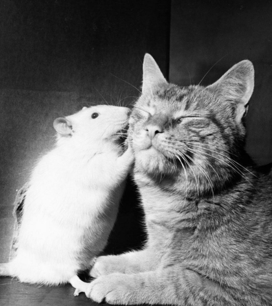 Кошка и белая крыса сосуществуют в полном мире и гармонии. Если..0