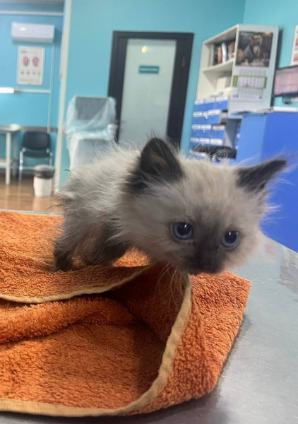 Боня остался один. Белый, крошечный котенок, с голубыми глазами, в..1