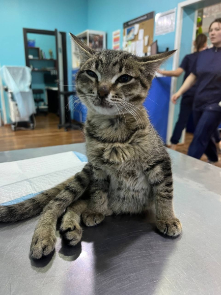 Дети повредили котенку позвоночник, теперь ему нужно лечение...0