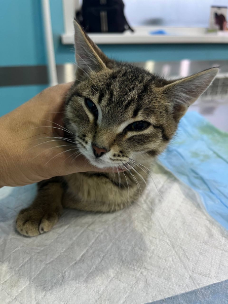 Дети повредили котенку позвоночник, теперь ему нужно лечение...2