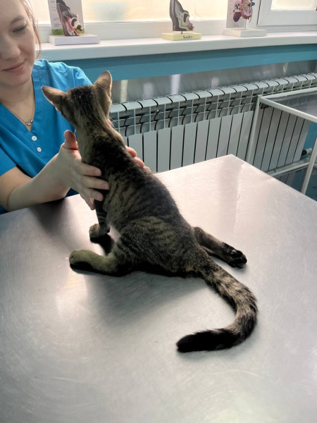 Дети повредили котенку позвоночник, теперь ему нужно лечение...1