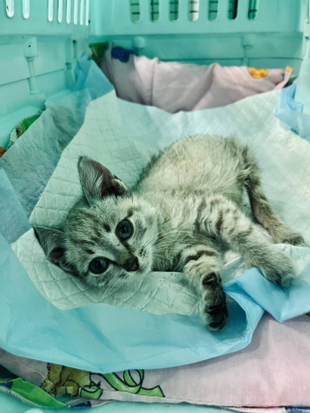 Маленького Крафта выбросили в пакете — теперь он ползёт на..0