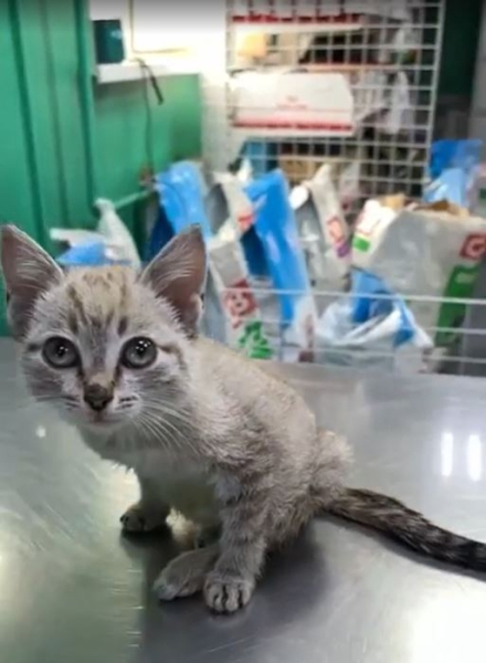 Маленького Крафта выбросили в пакете — теперь он ползёт на..2