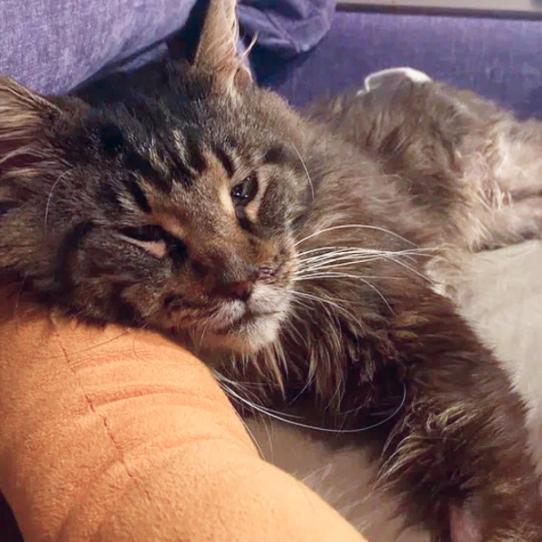 «Нам больше не надо» — с этими словами, котика сдали в приют.....1