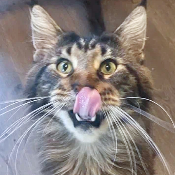 «Нам больше не надо» — с этими словами, котика сдали в приют.....0