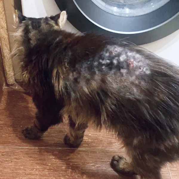 «Нам больше не надо» — с этими словами, котика сдали в приют.....2