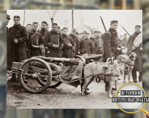 Собаки перевозят пушки во время Первой мировой войны. 1914 год.

Во..0