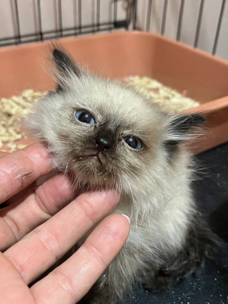 Жизнь Бони на волоске...
Белый, крошечный котенок, с голубыми..1