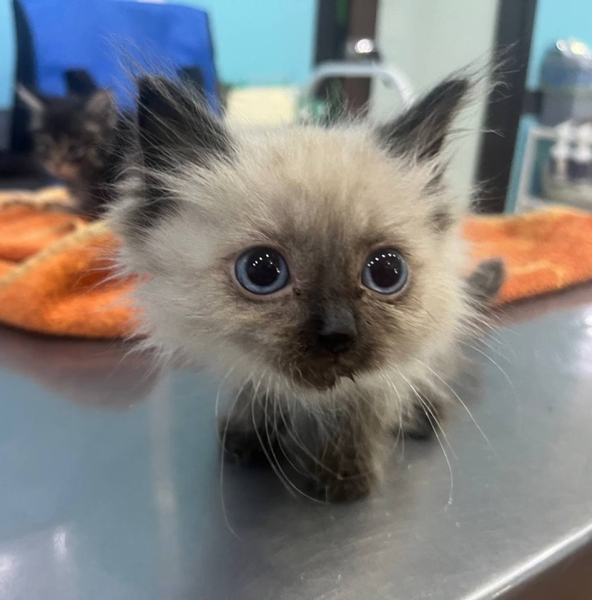 Жизнь Бони на волоске...
Белый, крошечный котенок, с голубыми..0