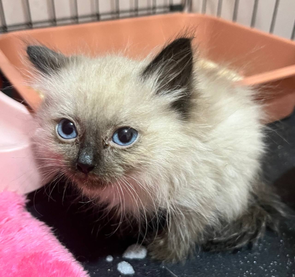 Жизнь Бони на волоске...
Белый, крошечный котенок, с голубыми..2