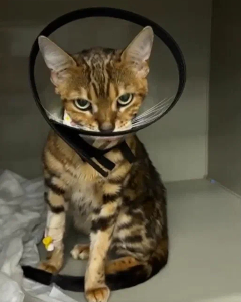 Каждый кусочек пищи превращался для неё в невыносимую боль...0