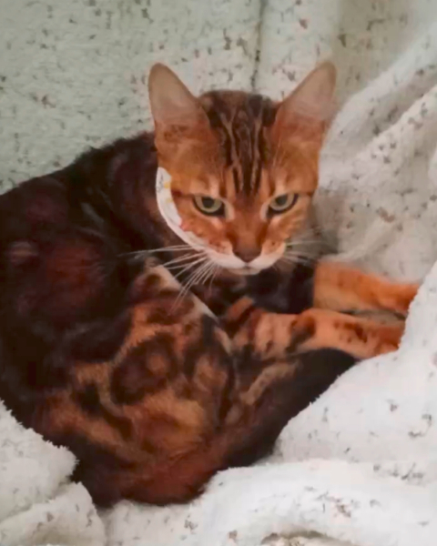 Каждый кусочек пищи превращался для неё в невыносимую боль...2