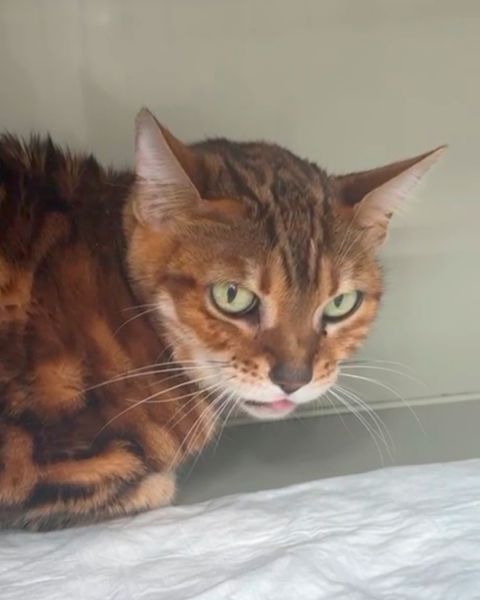 Каждый кусочек пищи превращался для неё в невыносимую боль...1