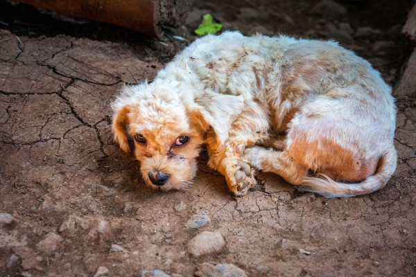 Нужно 90 мешков корма, чтобы собаки не остались голодными этой..1