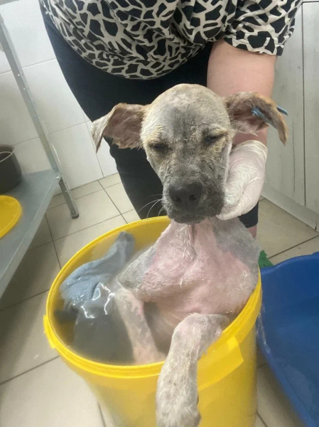 Веснушка расчёсывает себя до крови! Паразиты под кожей вызывают..0