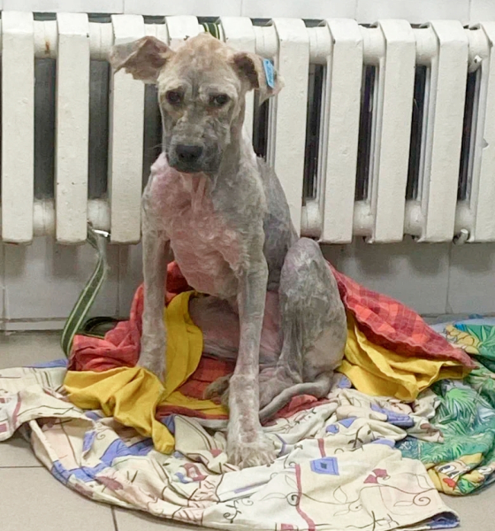 Веснушка расчёсывает себя до крови! Паразиты под кожей вызывают..1