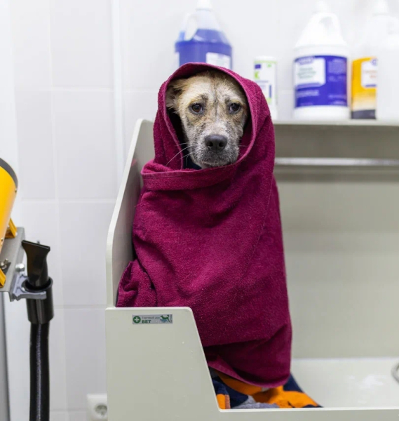 Веснушка расчёсывает себя до крови! Паразиты под кожей вызывают..2