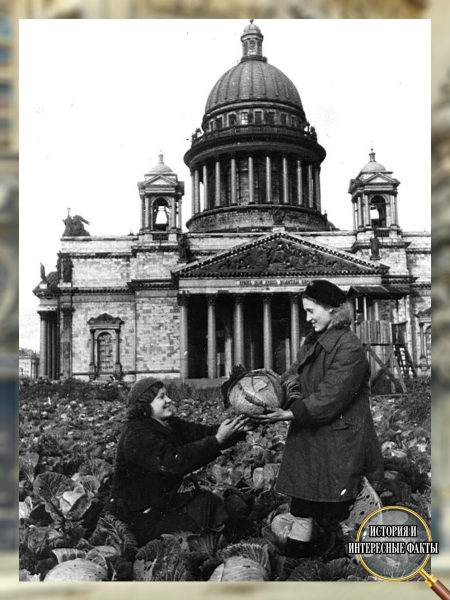 🥬 Когда сердце Ленинграда превратилось в огород
Эта фотография0