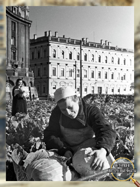 🥬 Когда сердце Ленинграда превратилось в огород
Эта фотография1